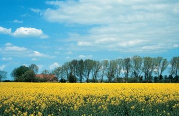 Bunde: Rapsfeld im Rheiderland