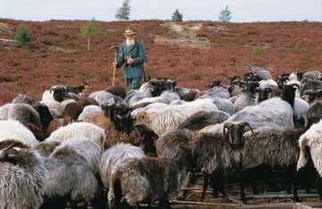 Schäfer mit Heidschnuckenherde in der Nemitzer Heide