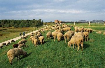 Schafherde auf Deich nahe der Alten Elbbrücke bei Damnatz